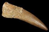 Fossil Plesiosaur (Zarafasaura) Tooth - Morocco #176888-1
